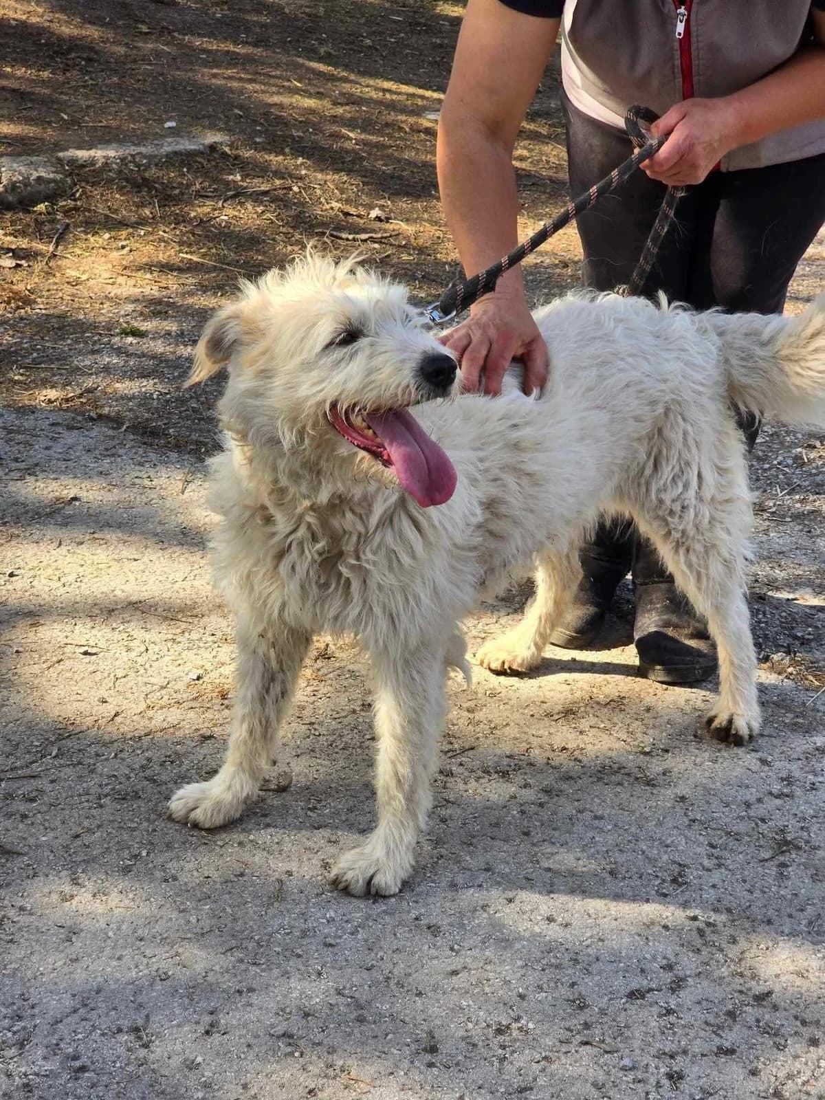 Rina, female Mixed Breed for adoption at Tierheimhelden — photo 5 of 15