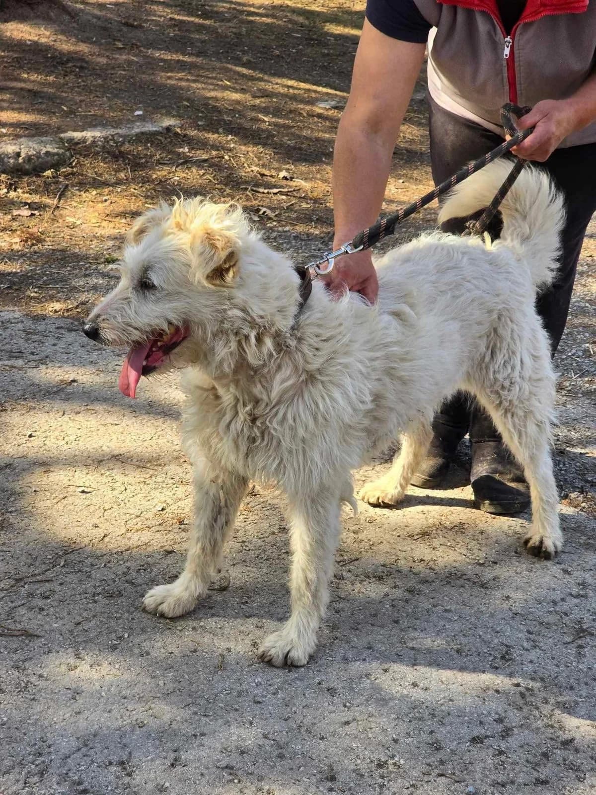 Rina, female Mixed Breed for adoption at Tierheimhelden — photo 6 of 15