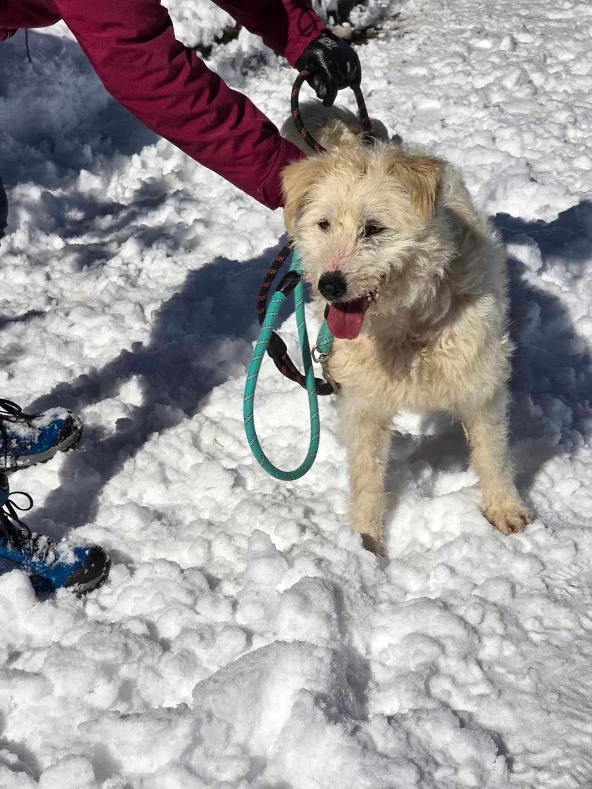 Rina, female Mixed Breed for adoption at Tierheimhelden — photo 7 of 15