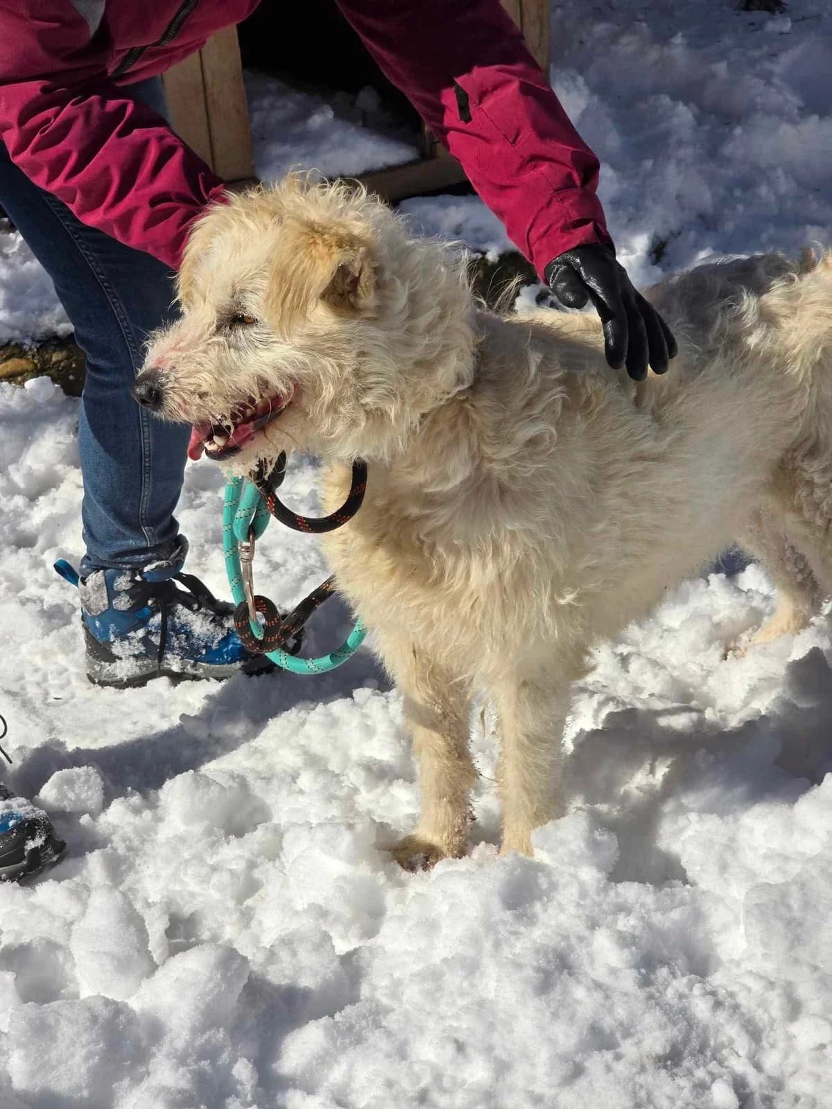Rina, female Mixed Breed for adoption at Tierheimhelden — photo 8 of 15