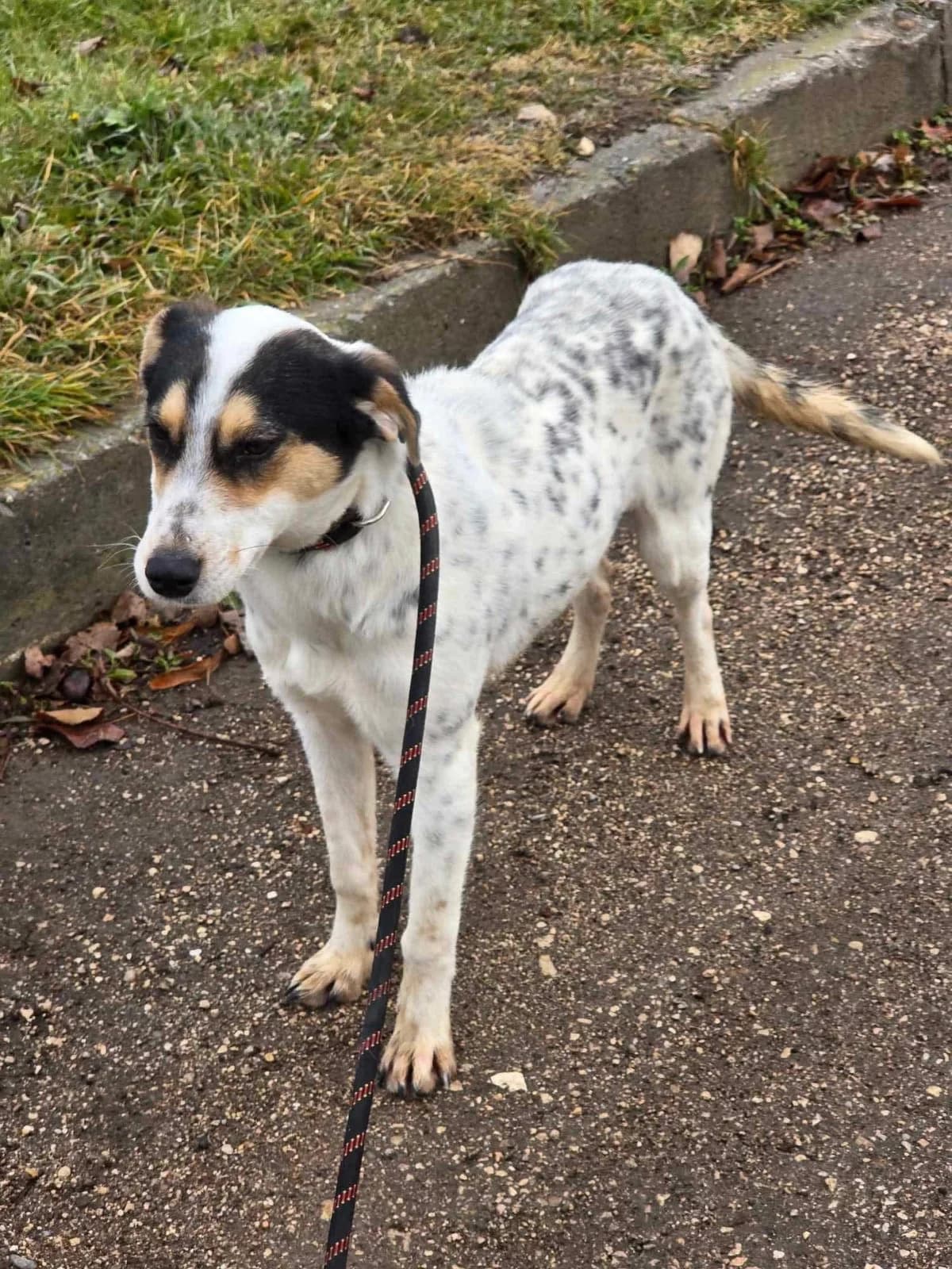 Nelly, female Mixed Breed for adoption at Tierheimhelden
