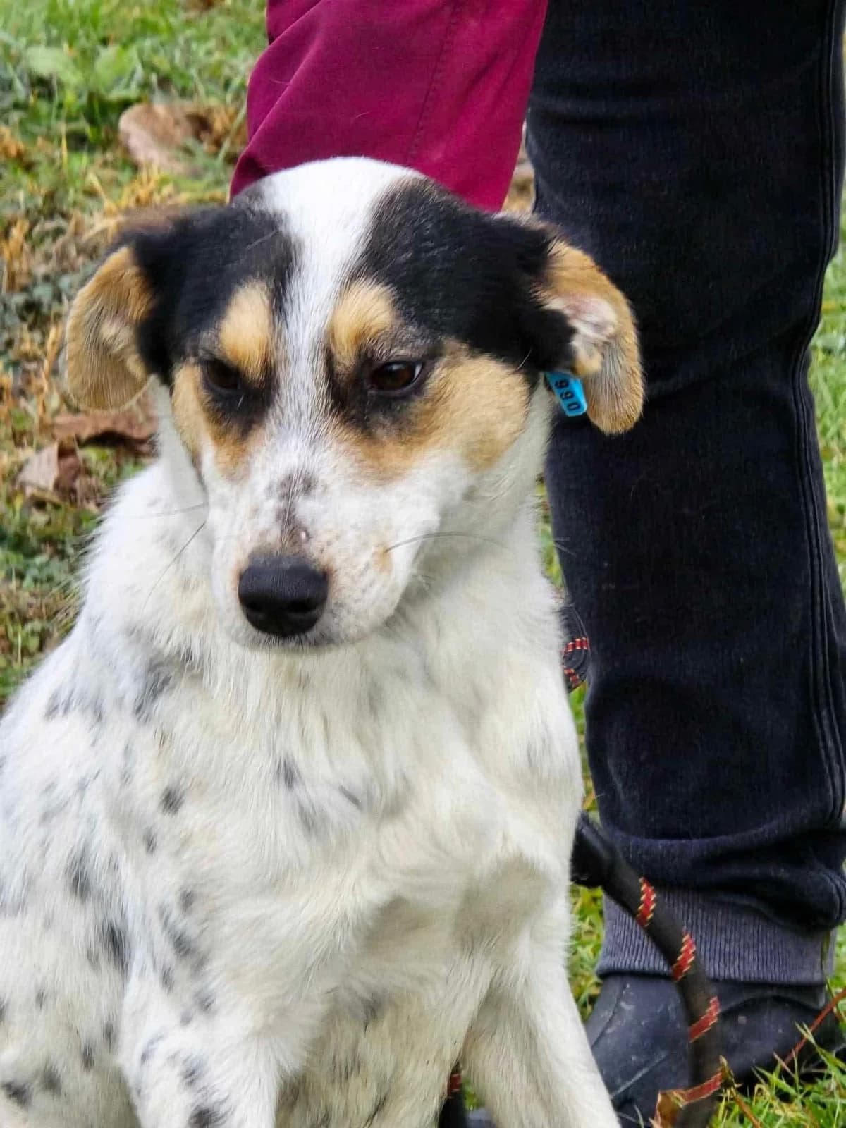 Nelly, female Mixed Breed for adoption at Tierheimhelden — photo 2 of 16