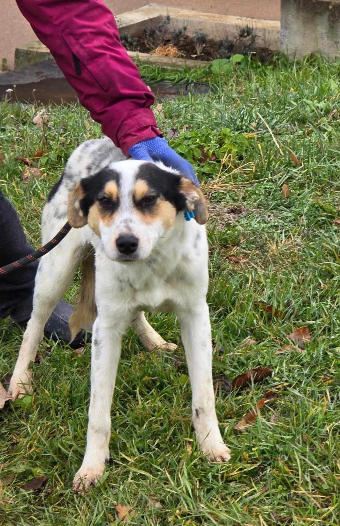 Nelly, female Mixed Breed for adoption at Tierheimhelden — photo 3 of 16