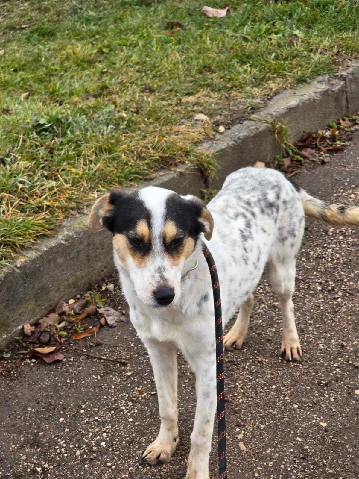 Nelly, female Mixed Breed for adoption at Tierheimhelden — photo 4 of 16