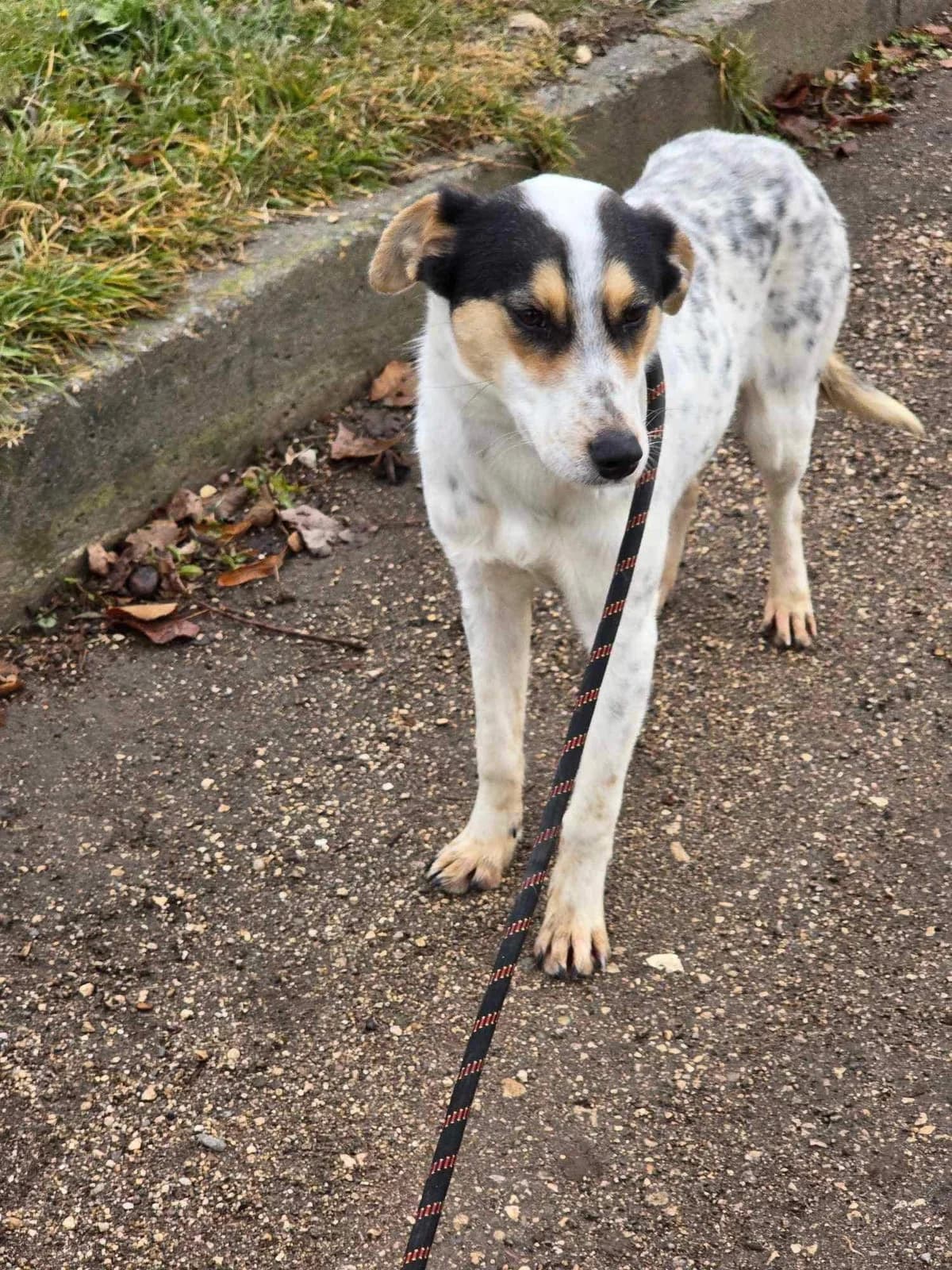 Nelly, female Mixed Breed for adoption at Tierheimhelden — photo 5 of 16