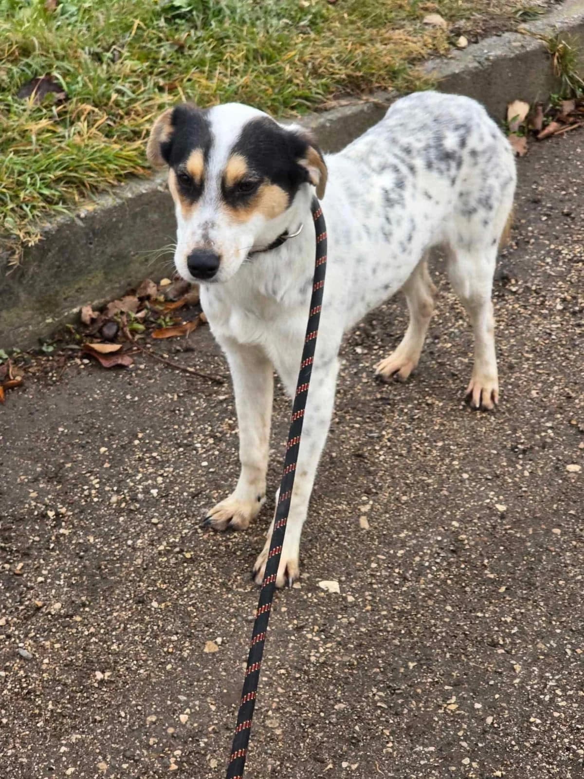 Nelly, female Mixed Breed for adoption at Tierheimhelden — photo 6 of 16