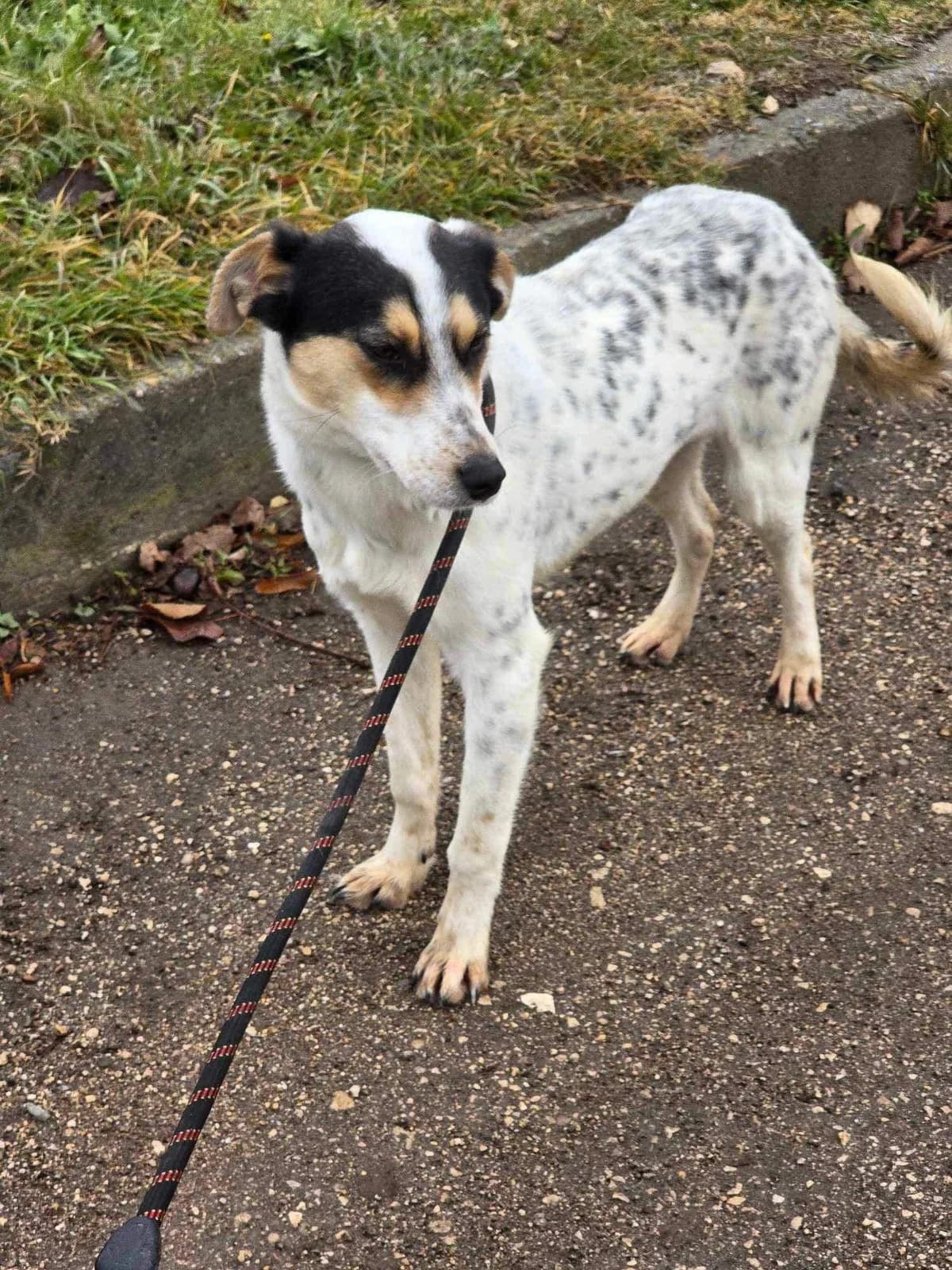 Nelly, female Mixed Breed for adoption at Tierheimhelden — photo 7 of 16