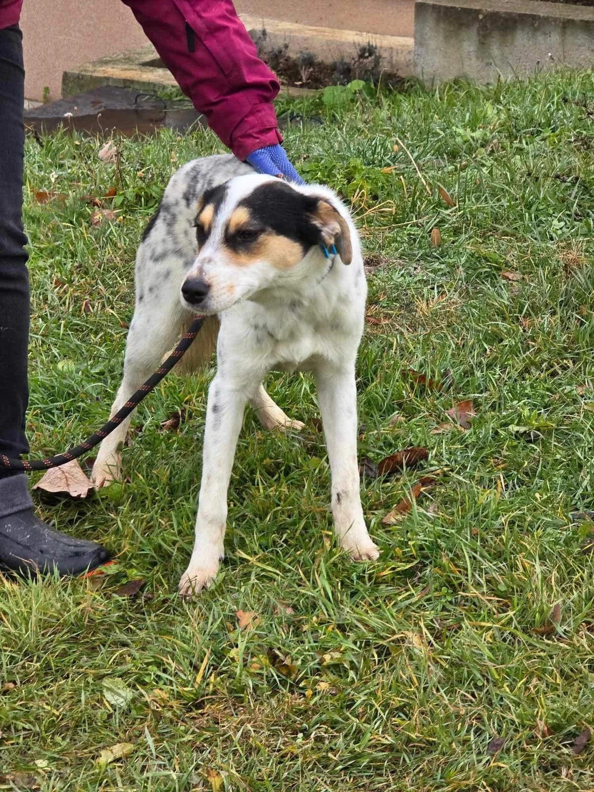 Nelly, female Mixed Breed for adoption at Tierheimhelden — photo 8 of 16