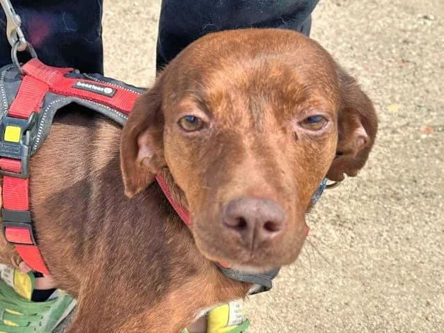 Maia, female Mixed Breed for adoption at Tierheimhelden