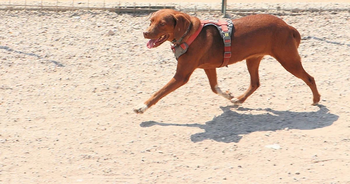 Maia, female Mixed Breed for adoption at Tierheimhelden — photo 2 of 12