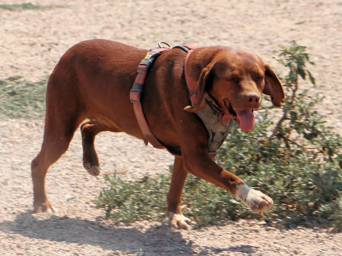 Maia, female Mixed Breed for adoption at Tierheimhelden — photo 4 of 12
