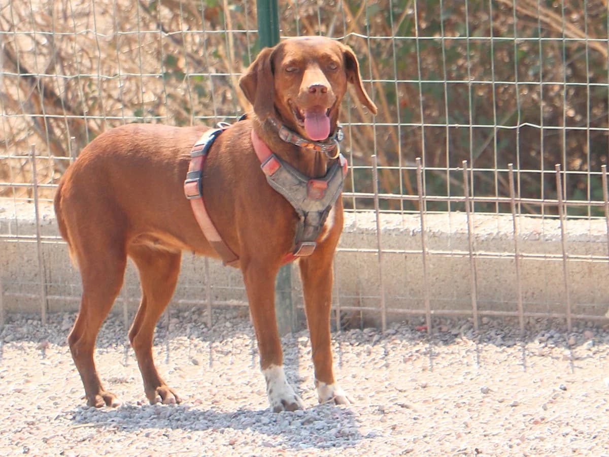 Maia, female Mixed Breed for adoption at Tierheimhelden — photo 5 of 12
