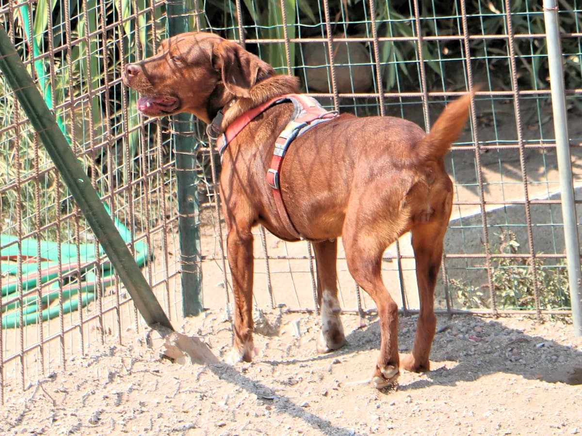 Maia, female Mixed Breed for adoption at Tierheimhelden — photo 6 of 12