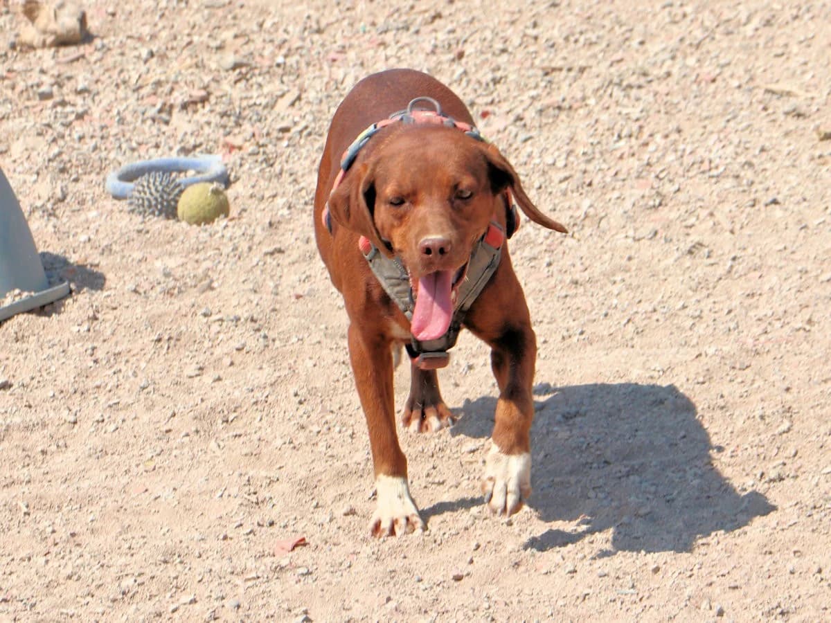 Maia, female Mixed Breed for adoption at Tierheimhelden — photo 7 of 12