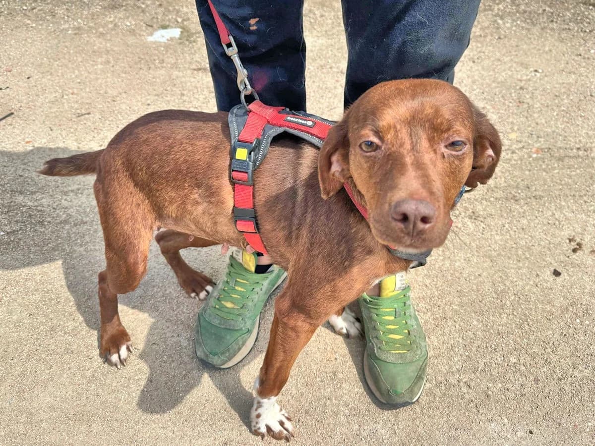 Maia, female Mixed Breed for adoption at Tierheimhelden — photo 8 of 12