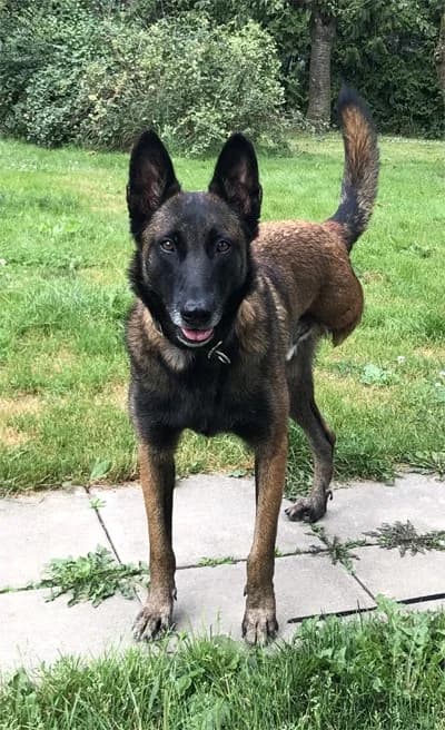 Niki, male Belgian Malinois for adoption at Tierheimhelden