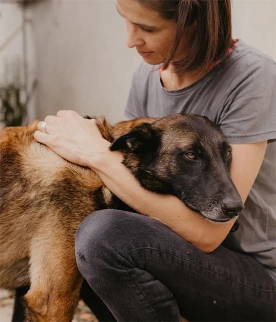 Niki, male Belgian Malinois for adoption at Tierheimhelden — photo 2 of 5