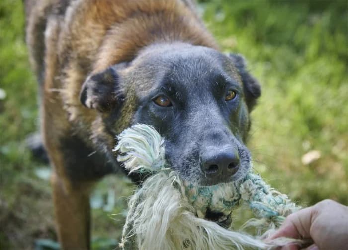 Niki, male Belgian Malinois for adoption at Tierheimhelden — photo 3 of 5