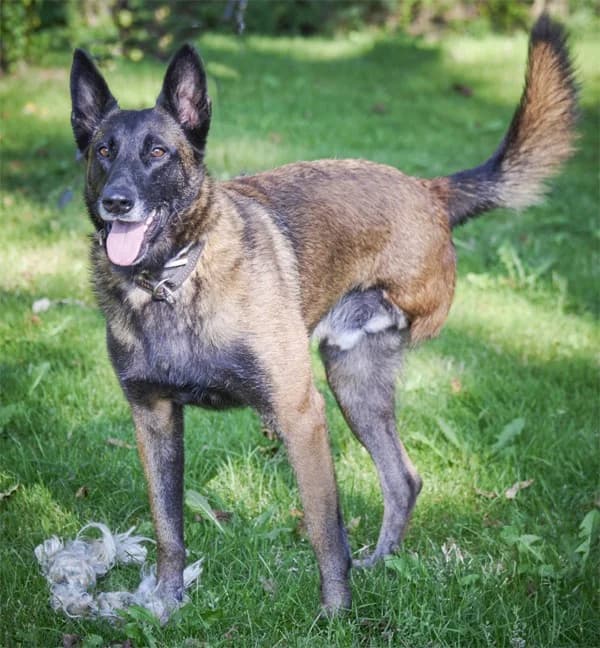 Niki, male Belgian Malinois for adoption at Tierheimhelden — photo 4 of 5