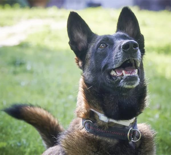 Niki, male Belgian Malinois for adoption at Tierheimhelden — photo 5 of 5