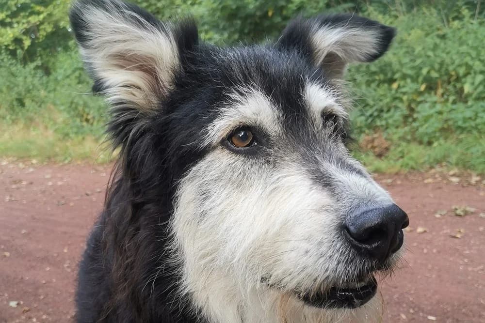 Ciccio, male Mixed Breed for adoption at Tierheimhelden