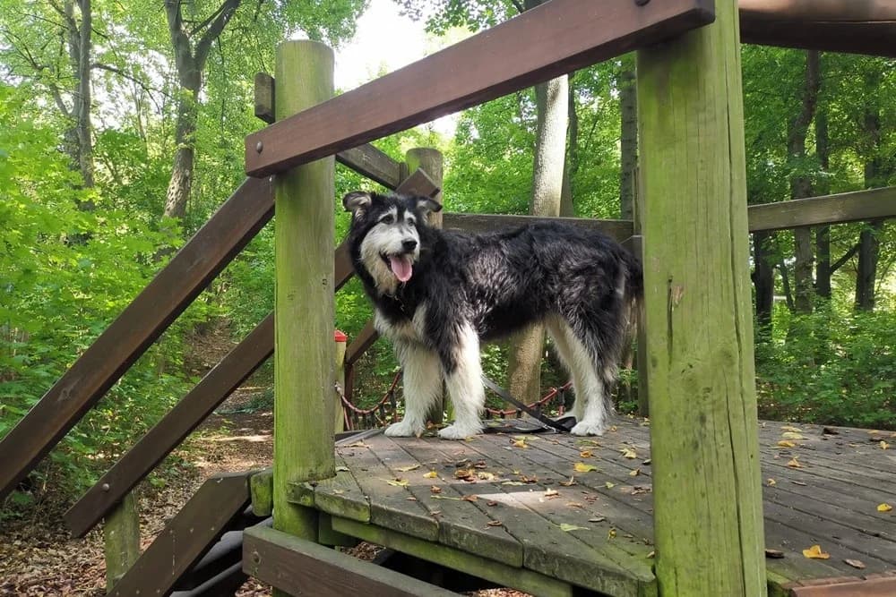 Ciccio, male Mixed Breed for adoption at Tierheimhelden — photo 4 of 16