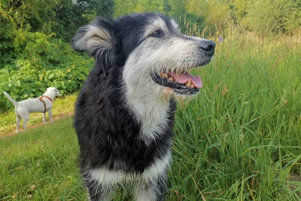 Ciccio, male Mixed Breed for adoption at Tierheimhelden — photo 5 of 16