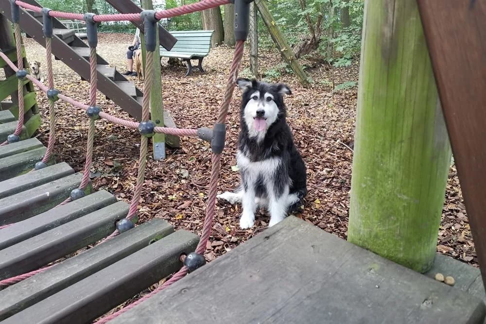 Ciccio, male Mixed Breed for adoption at Tierheimhelden — photo 6 of 16