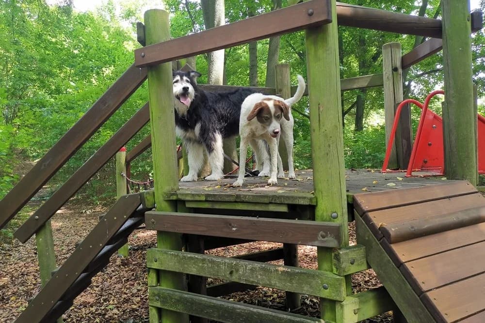 Ciccio, male Mixed Breed for adoption at Tierheimhelden — photo 7 of 16