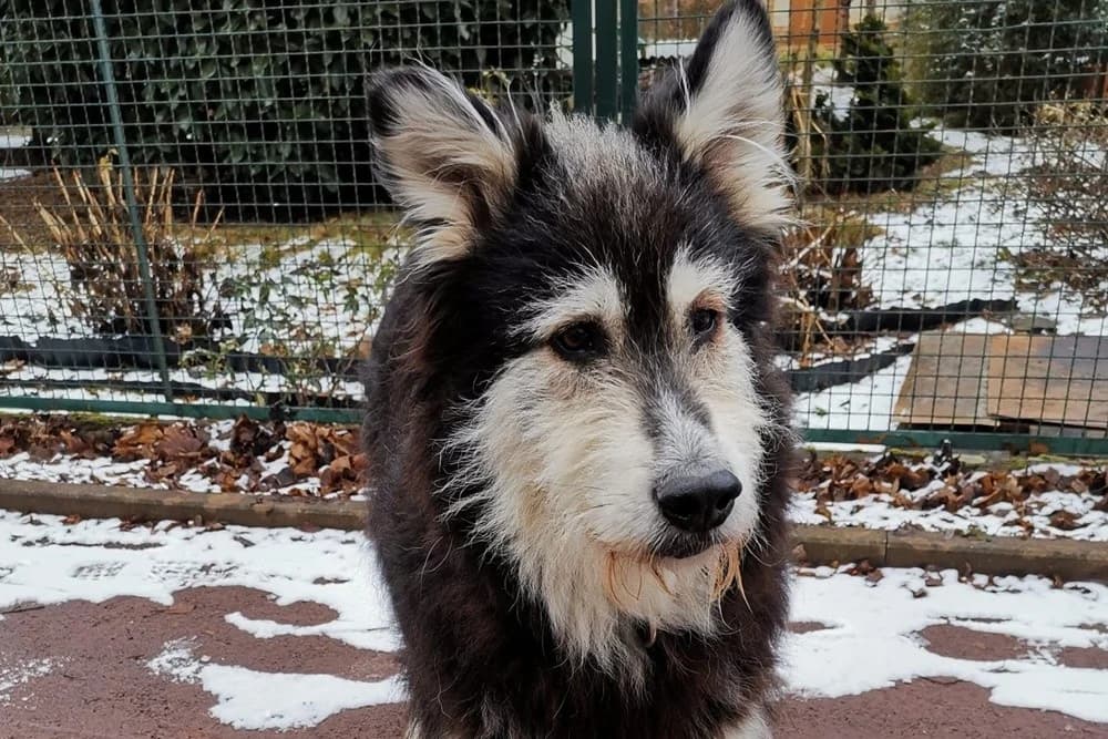Ciccio, male Mixed Breed for adoption at Tierheimhelden — photo 8 of 16