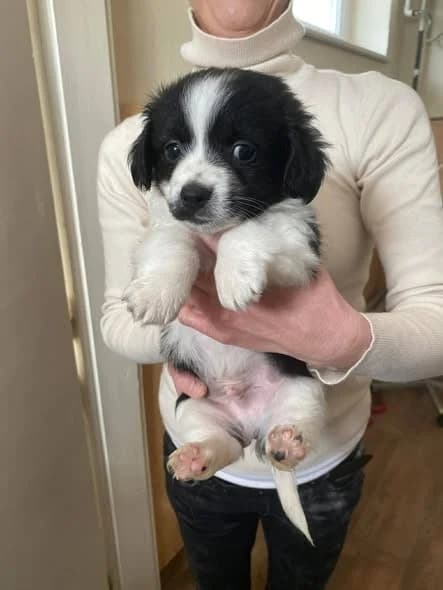 Mango, female Mixed Breed for adoption at Tierheimhelden