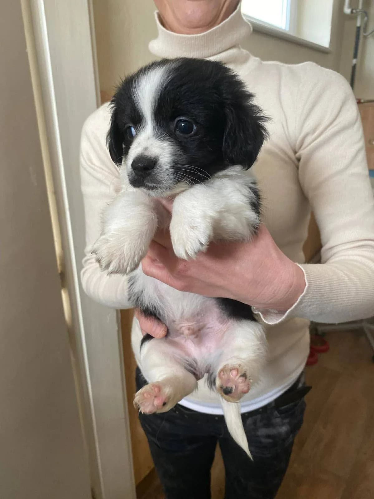 Mango, female Mixed Breed for adoption at Tierheimhelden — photo 2 of 4