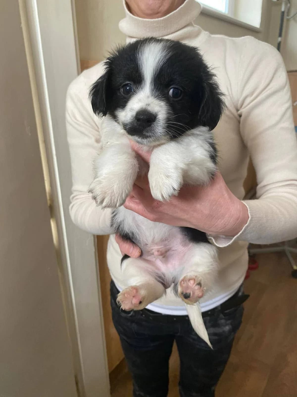 Mango, female Mixed Breed for adoption at Tierheimhelden — photo 3 of 4