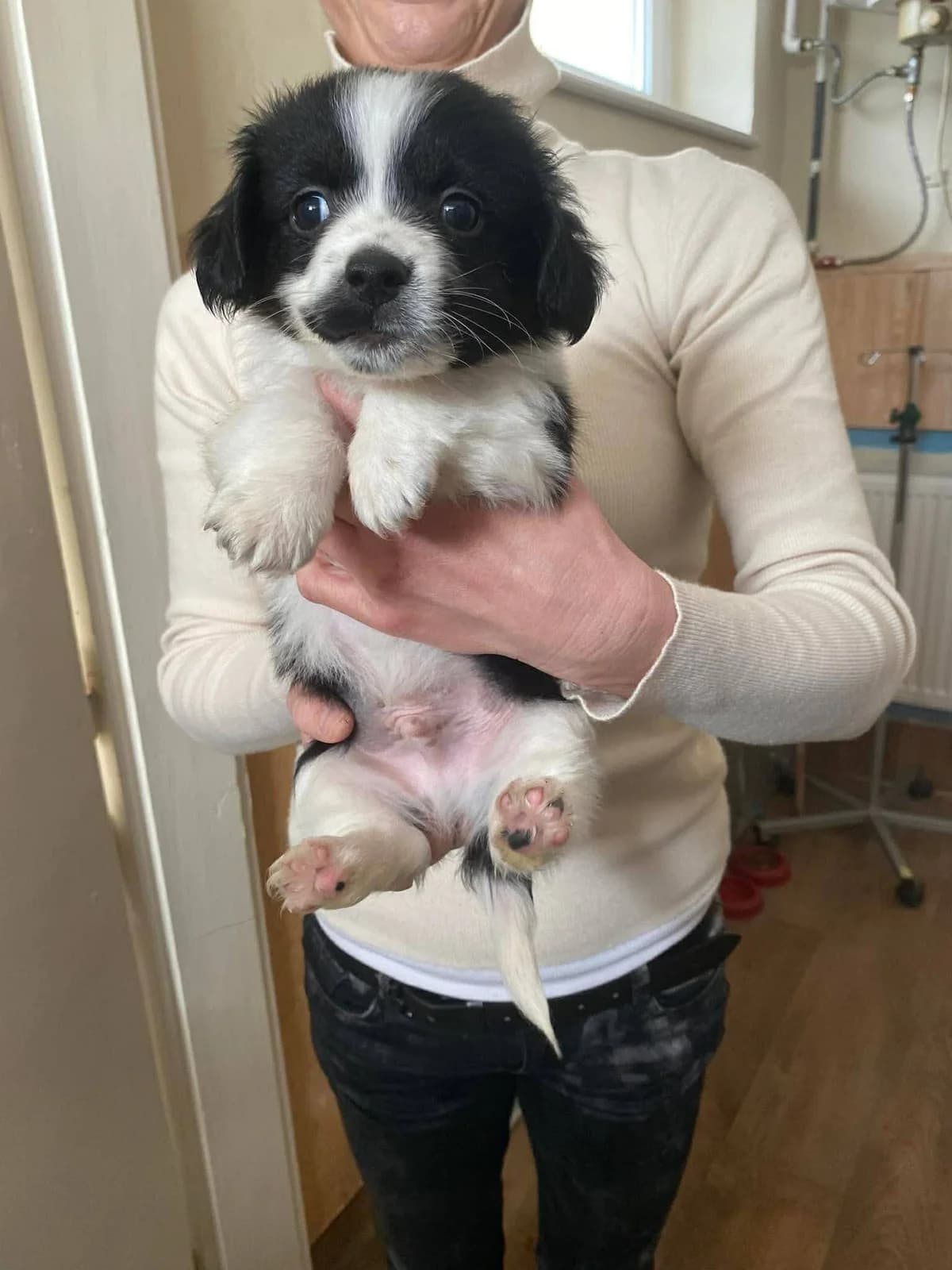 Mango, female Mixed Breed for adoption at Tierheimhelden — photo 4 of 4