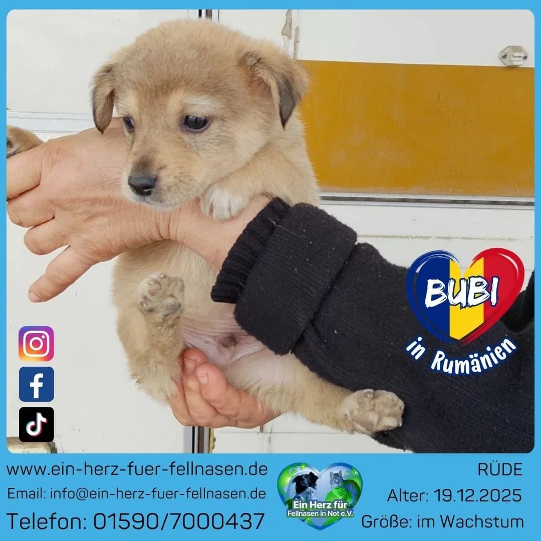 Bubi, male Mixed Breed for adoption at Tierheimhelden