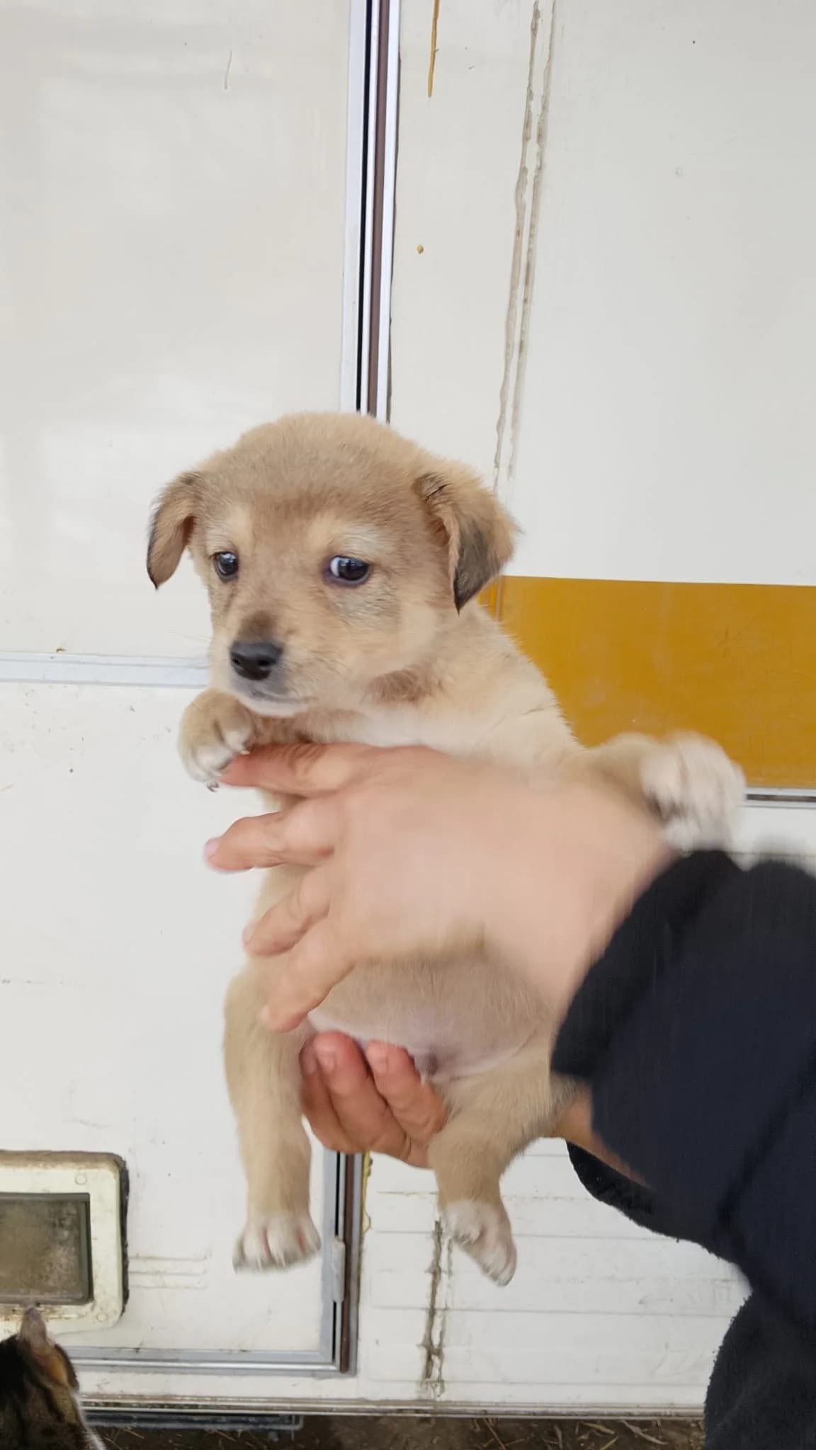Bubi, male Mixed Breed for adoption at Tierheimhelden — photo 2 of 4