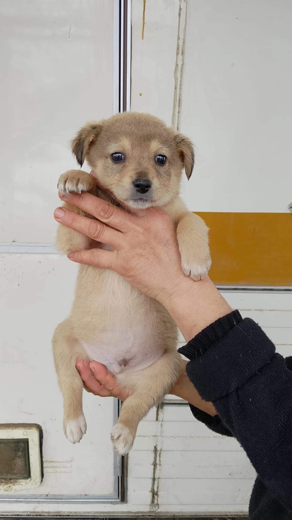 Bubi, male Mixed Breed for adoption at Tierheimhelden — photo 3 of 4