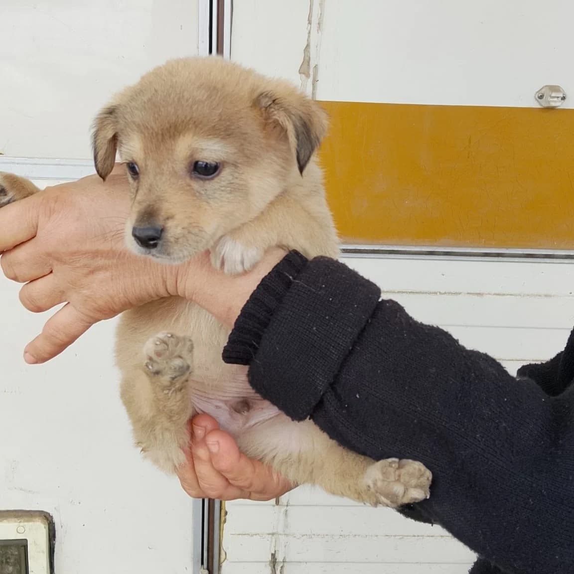 Bubi, male Mixed Breed for adoption at Tierheimhelden — photo 4 of 4