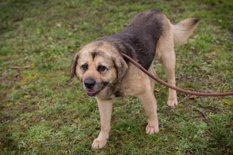 Danylo, male Mixed Breed for adoption at Tierheimhelden