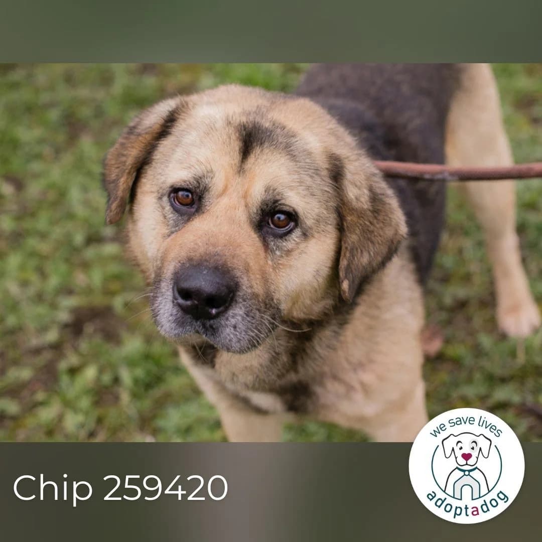 Danylo, male Mixed Breed for adoption at Tierheimhelden — photo 2 of 5