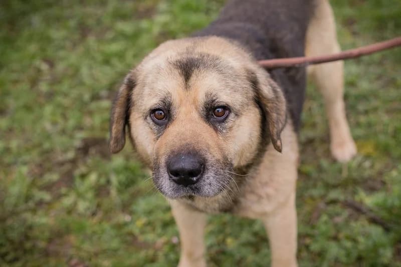 Danylo, male Mixed Breed for adoption at Tierheimhelden — photo 3 of 5