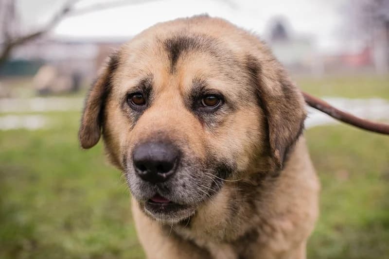 Danylo, male Mixed Breed for adoption at Tierheimhelden — photo 4 of 5