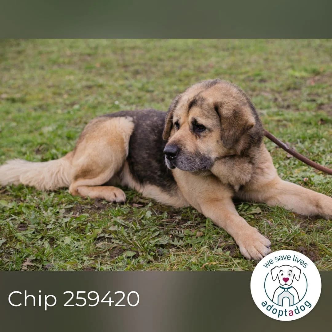 Danylo, male Mixed Breed for adoption at Tierheimhelden — photo 5 of 5