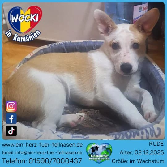 Wocki, male Mixed Breed for adoption at Tierheimhelden