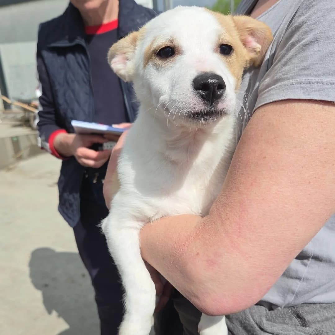 Wocki, male Mixed Breed for adoption at Tierheimhelden — photo 2 of 14