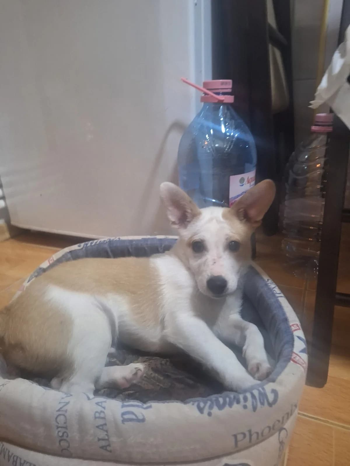 Wocki, male Mixed Breed for adoption at Tierheimhelden — photo 3 of 14