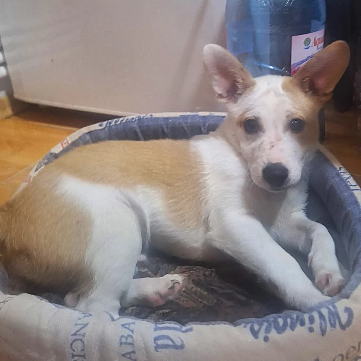 Wocki, male Mixed Breed for adoption at Tierheimhelden — photo 4 of 14