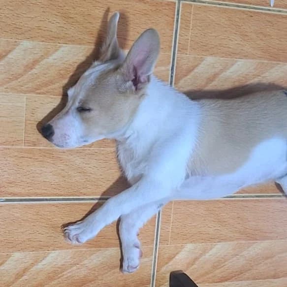 Wocki, male Mixed Breed for adoption at Tierheimhelden — photo 5 of 14