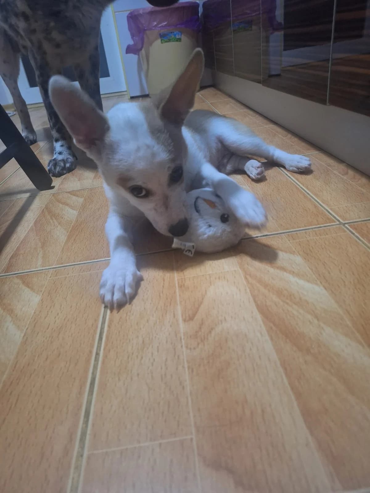 Wocki, male Mixed Breed for adoption at Tierheimhelden — photo 6 of 14