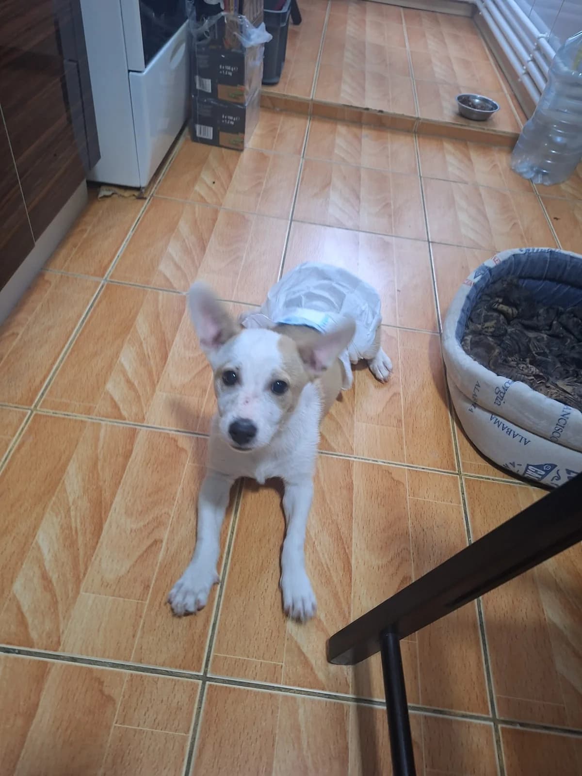 Wocki, male Mixed Breed for adoption at Tierheimhelden — photo 7 of 14